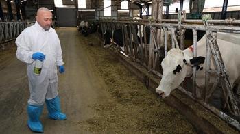 Şap hastalığında iyileşme sürecini hızlandıran bitkisel sprey üretildi