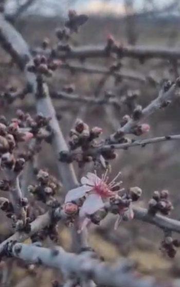 Nevşehir’de şubat ayında badem ağacı çiçek açtı