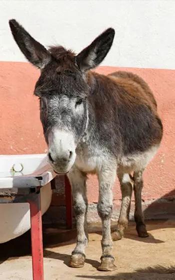 At, eşek, katır azaldı