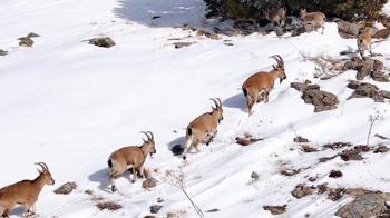 Munzur Dağları’nda sürü halindeki dağ keçileri dronla görüntülendi