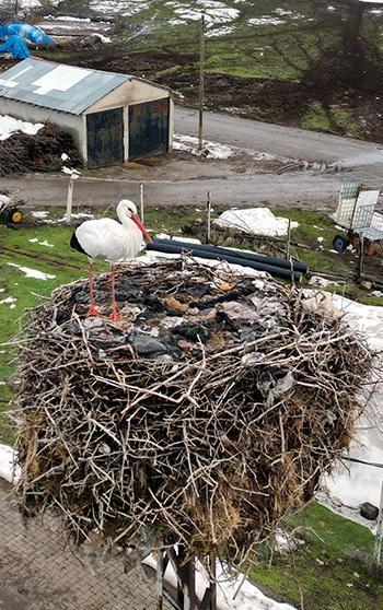 3 yıldır göç etmeyen leylek, aynı yuvada kışı geçiriyor