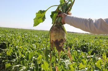 Konya Şeker’den üreticiye toplam 12 milyar 780 milyon 545 bin TL’lik ödeme