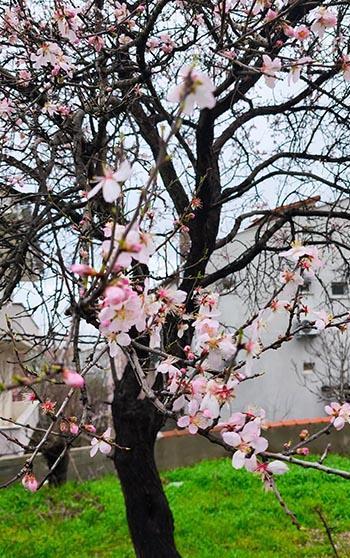 Edirne'de meyve ağaçları, şubat ayında çiçek açtı
