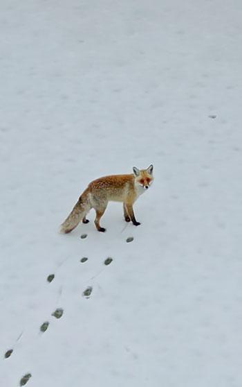 Bitlis'te tilkiler yiyecek ararken dronla görüntülendi