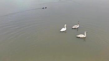 Göç yolundaki 3 kuğu, Efteni Gölü'nde