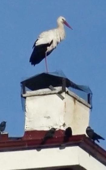 Ardahan'da 'baharın müjdecisi' leylekler erken geldi