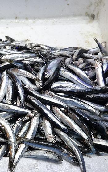 Ramazan geldi, balığa ilgi azaldı