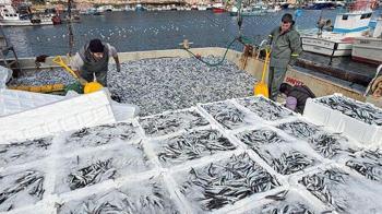 Kırklarelili balıkçılar, Karadeniz'de 6 saatte 30 ton hamsi avladı