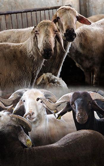 'Kırsalda Bereket, Küçükbaşa Destek projesi ile hayvancılıkta verim ve kalite artacak’