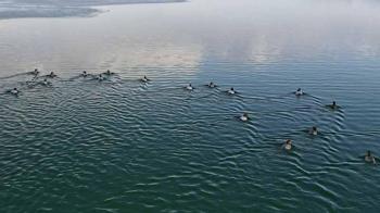 Nazik Gölü'nün buz tabakası çözüldü; yabani ördekler suya döndü
