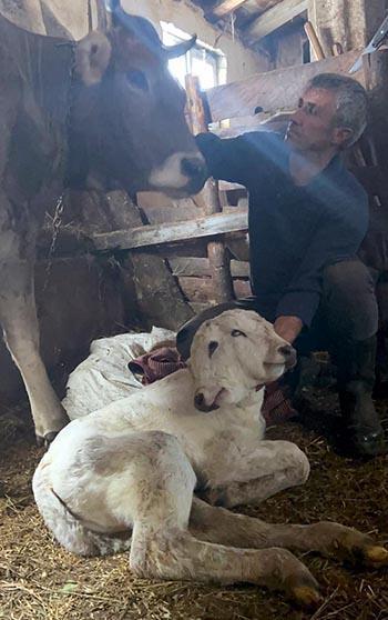 Erzurum'da çift başlı buzağı dünyaya geldi