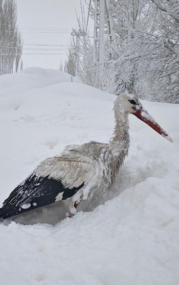Yuvasından düşüp, kanatları donan leyleği kurtardı