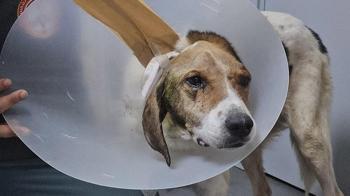 Beyin kemiğine kadar kanser yayılan köpek tedavi edildi