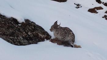 Vaşak, avlanırken görüntülendi