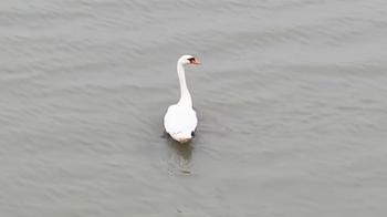 Ankara’da tedavi edilen kuğu, Edirne’de doğaya bırakıldı