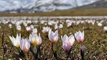 Muş Ovası, baharın müjdecisi çiğdemlerle süslendi
