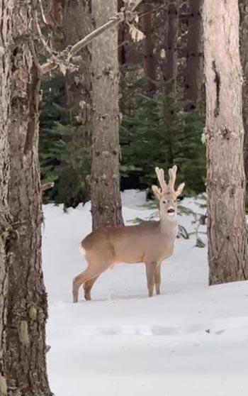 Karla kaplı ormanda karaca görüntülendi