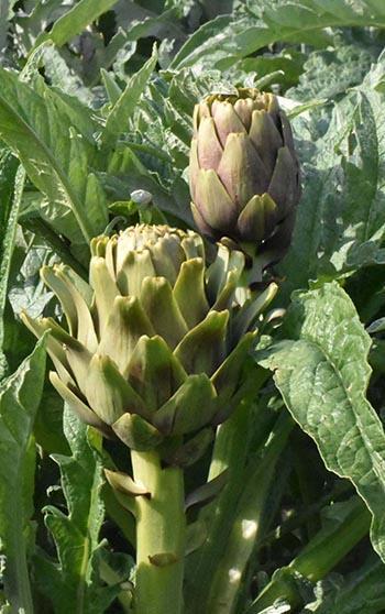 İzmir Menemen’de enginar hasadı başladı