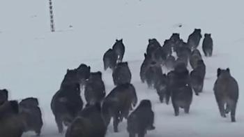 Köye inen kurtlar köpeği alıp götürdü