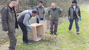 10 yaban ördeği ve tilki, tedavileri sonrası doğaya bırakıldı