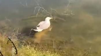 ‘Bulut’ isimli yaralı martı, bakımının ardından doğaya bırakıldı