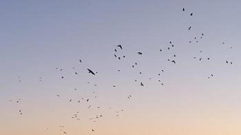 Karga ve sığırcıklar, gökyüzünde görsel şölen oluşturdu