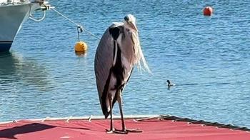 Avcılar'da 'Cabbar' isimli balıkçıl, barınağın maskotu oldu; Yaren leylek gibi o da burada