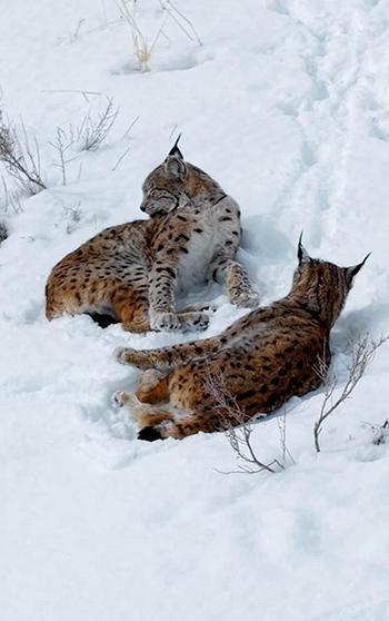 Kar üstündeki vaşaklar görüntülendi