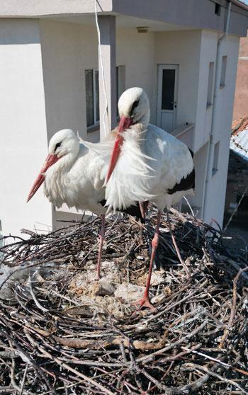 Leyleklerin 40 yıllık yuvası yıkıldı, onlar gelmeden yenisini yerleştirdi