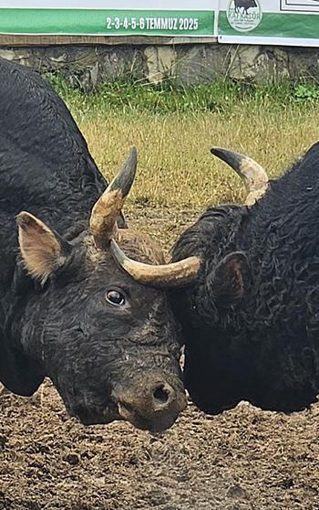 Menüsünde fındık ve pekmez olan boğalar kampta