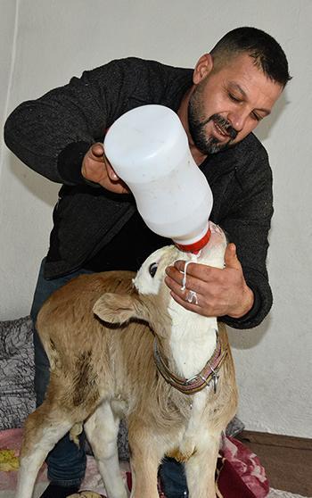 Yeni doğan buzağıyı evde biberonla besliyorlar