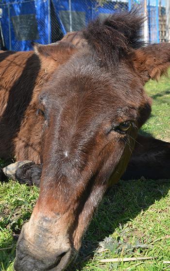 Ayağı kırılan katır, ötenazi düşünülürken ampütasyon ile yaşama tutundu