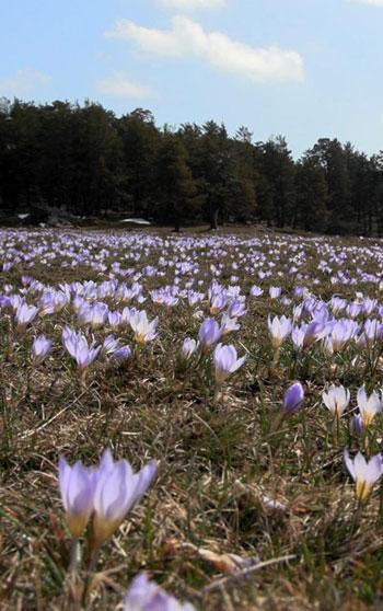 Yaylalar, baharın habercisi çiğdem çiçekleri ile renklendi