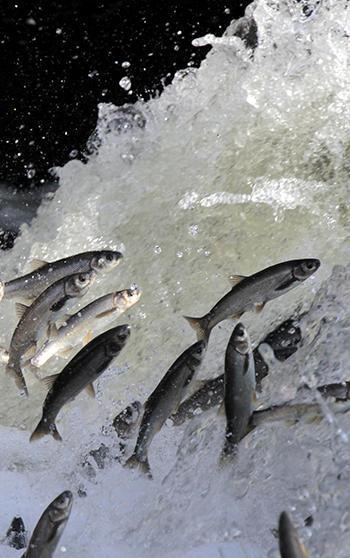 İnci kefali göçünün en çok izlendiği Deliçay'da su seviyesi yükseldi