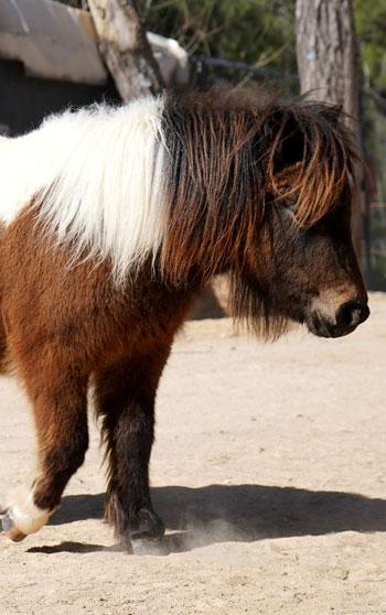 Bayramda doğan midilli 'Şeker', 1 yaşına giriyor