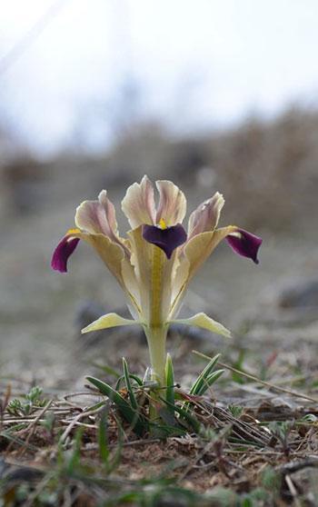 Kayseri'de nevruz çiçekleri açtı