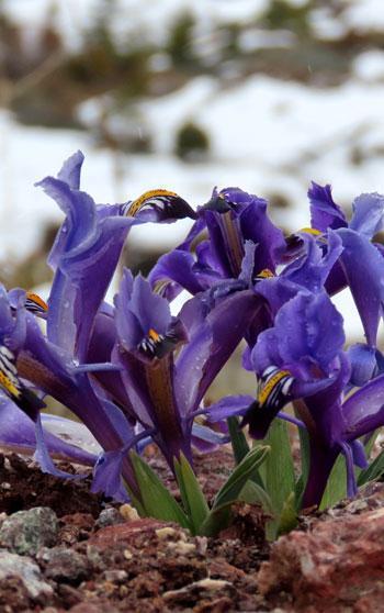 Yaylalarda karlar erimeye başladı, bahar çiçekleri açtı