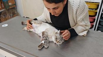 Meme kanseri olan kediden 330 gram tümör temizlendi