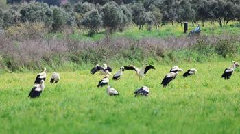 Göç yolculuğunda leyleklerin görsel şöleni