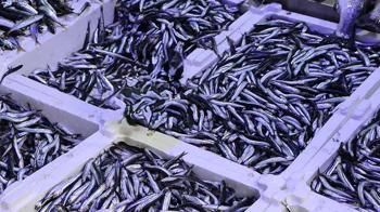 Ramazan ayı ve bayramda balık satışları düştü