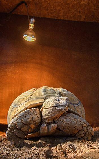 Doğal Yaşam Parkı'nın en yaşlı üyesine 'arkadaş' aranıyor