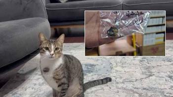 Kedinin midesindeki vantuz, 4 yıl sonra fark edilerek çıkarıldı