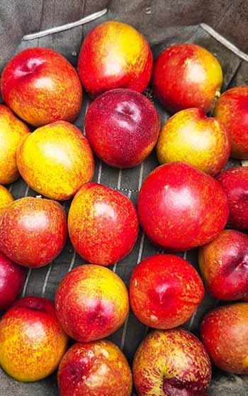 Mersin’de erkenci nektarin hasadı sürüyor; kilosu 500 TL’den alıcı buluyor