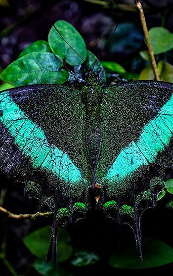 Konya Tropikal Kelebek Bahçesi, 10 bin kelebekle ziyaretçilerini ağırlıyor