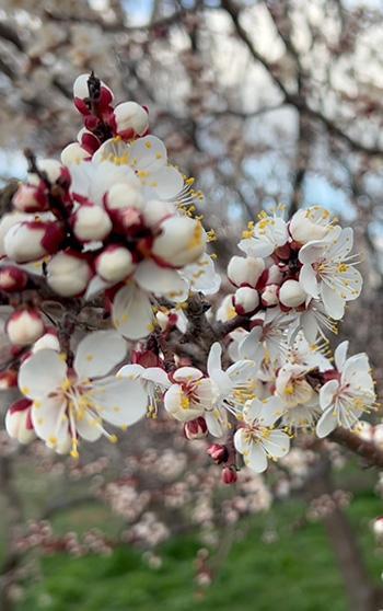 Geçen yıl zirai dondan etkilenen kayısı ağaçları çiçek açtı