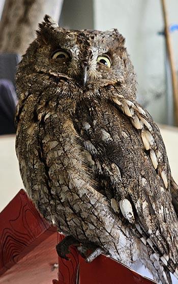 14 yaşındaki Berk, yaralı bulduğu İshak kuşunun yaşama tutunmasını sağladı