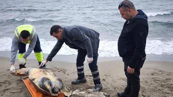 Tekirdağ'da ölü caretta caretta kıyıya vurdu