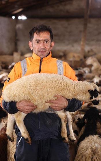 Kars’ta koyun kırkım sezonu başladı