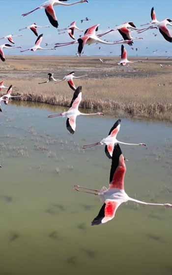 Kayseri’de flamingoların görsel şöleni dron kamerasında