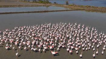 Aydın'da flamingolar için yemleme çalışması